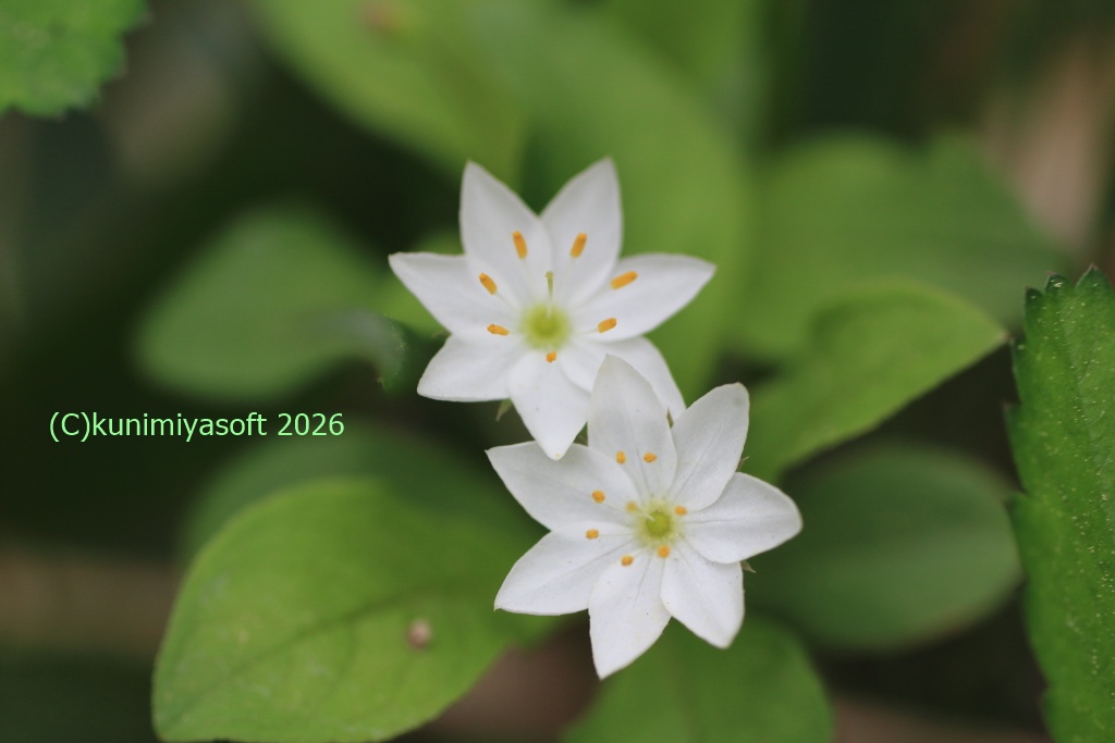 ツマトリソウ 2026 - Wildflower 北海道 ブログ