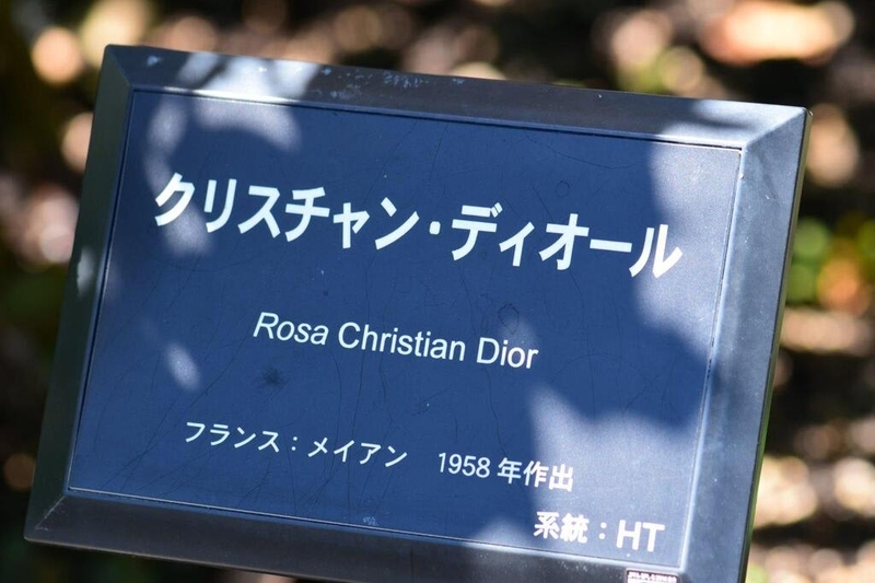 クリスチャン・ディオール Christian Dior - 福ちゃんの散歩道(バラ専用ブログ)