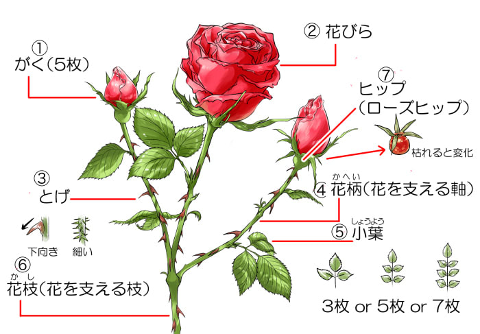 花 パーツ 名前 楽天市場 手芸 フラワーパーツの通販