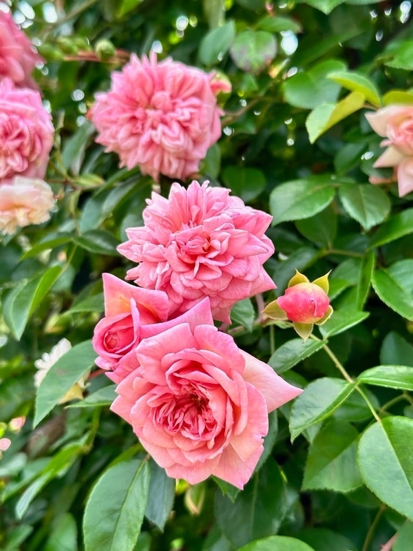 Noëlさま　バラ バラ ポール ノエル｜ROSE Paul Noel｜花の手帖のwebバラ図鑑