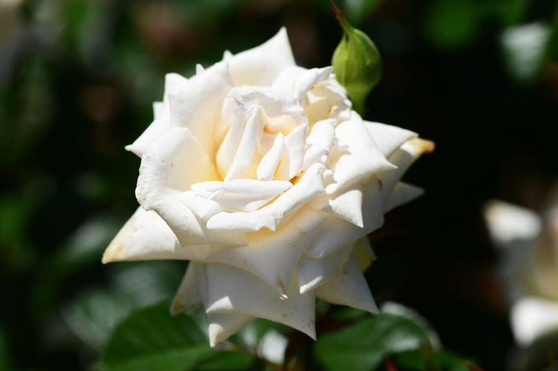 クレム・ドゥ・メイアン Creme du Mailland 【HT】 - 福ちゃんの散歩道