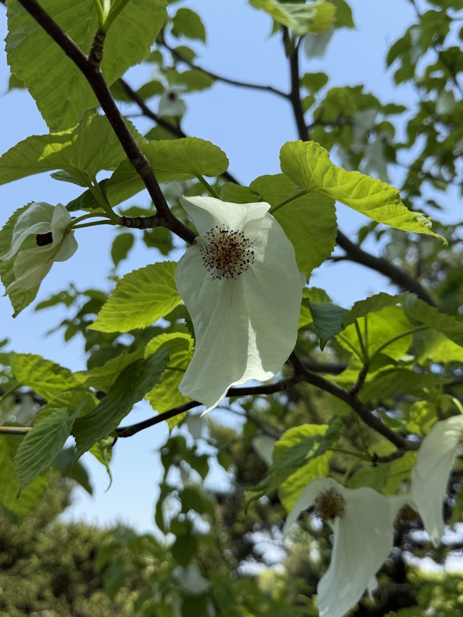 純白の苞:「ハンカチノキの花」が咲く ”咲くやこのはな館” - 福ちゃんの散歩道