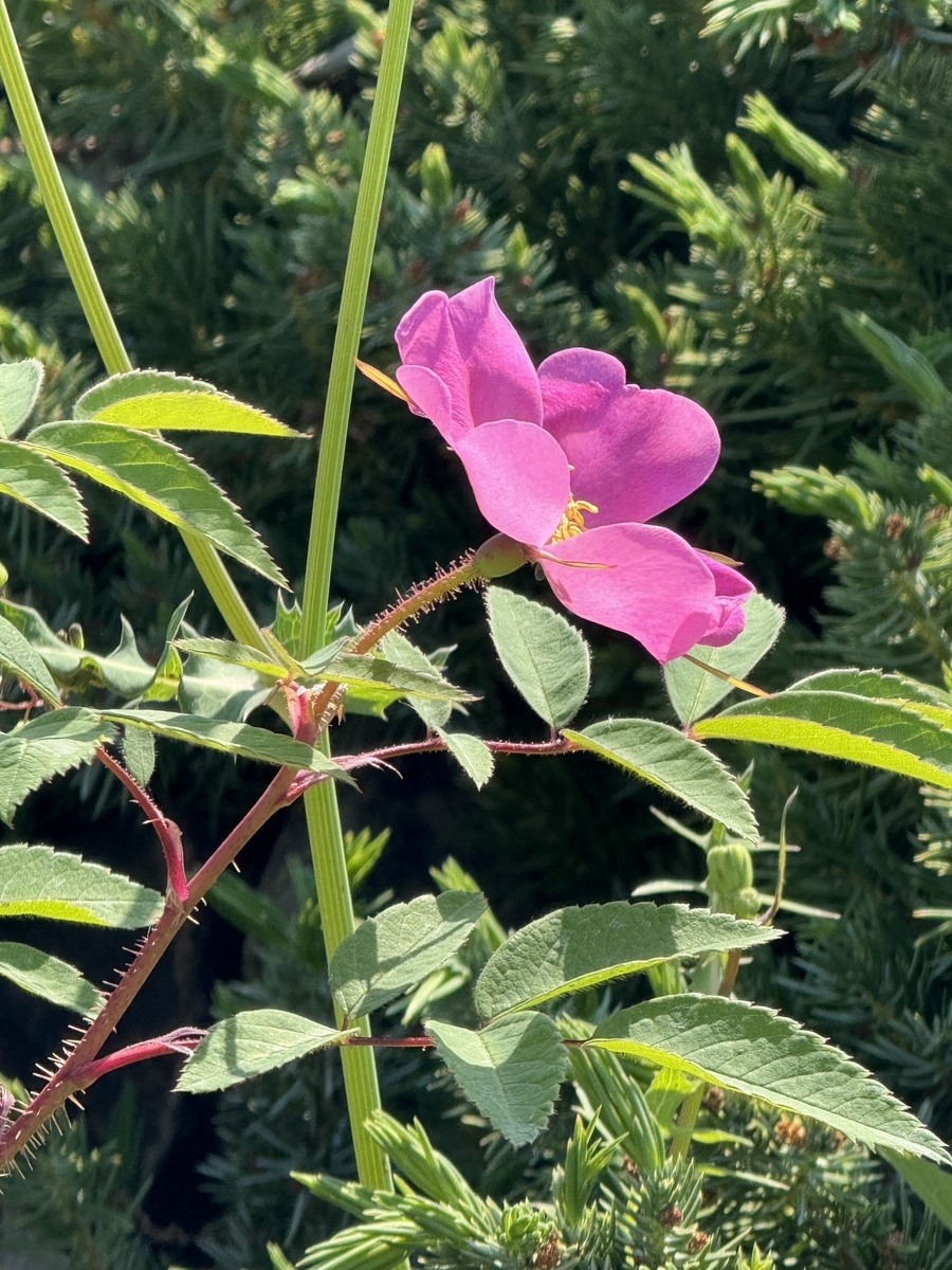 オオタカネバラ(大高嶺薔薇)にやっと出会えたぞ❣️ - ”ばらの花”観察