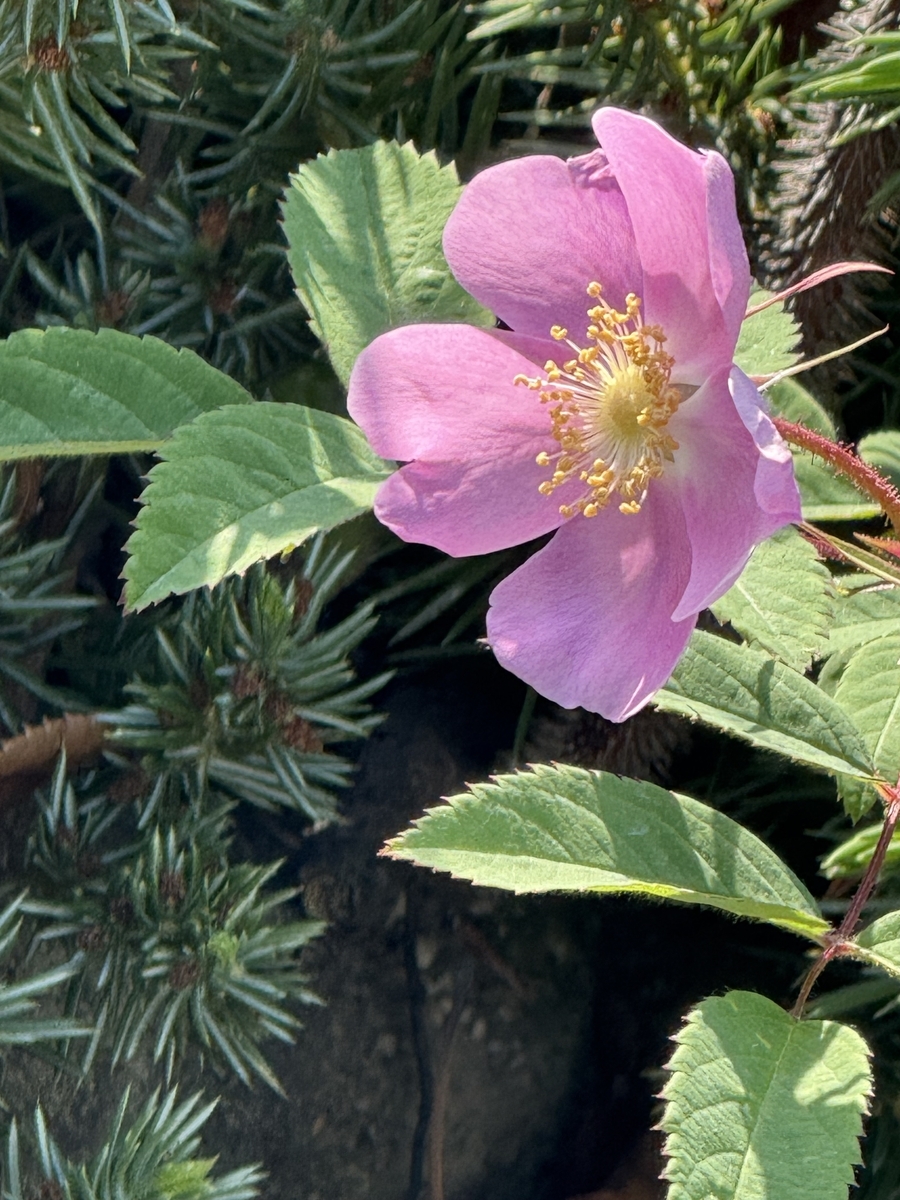 オオタカネバラ(大高嶺薔薇)にやっと出会えたぞ❣️ - ”ばらの花”観察