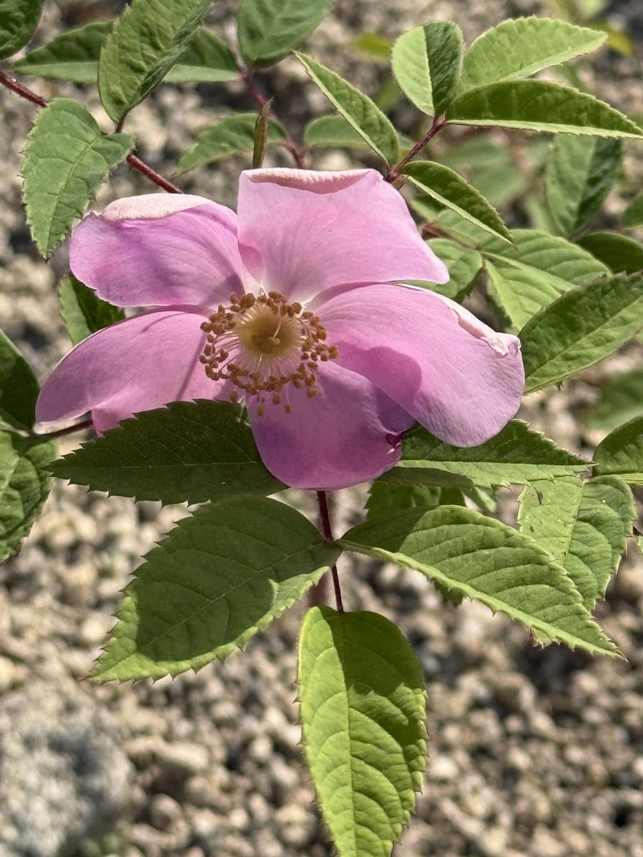 フォレスタ 16冊 バラ売り⭕️まとめ売り⭕️ オオタカネバラ(大高嶺薔薇)にやっと出会えたぞ❣️ - ”ばらの花”観察