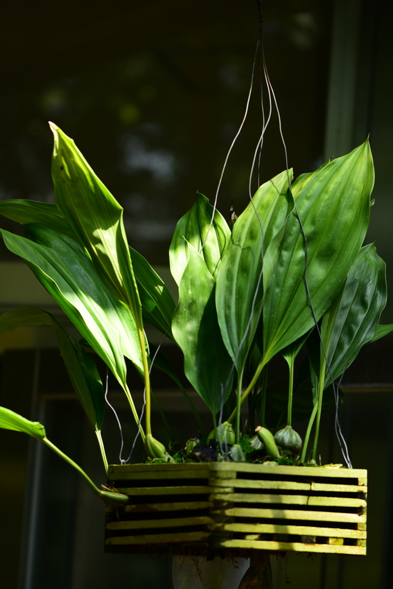 奇妙な花の咲き方にびっくり！ランの「スタンホペア・ティグリナ」だ