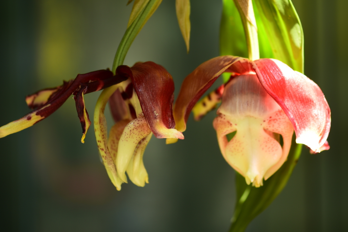 洋ラン　スタンホペア　stanhopea tigrina 着生ラン 奇妙な花の咲き方にびっくり！ランの「スタンホペア・ティグリナ」だ