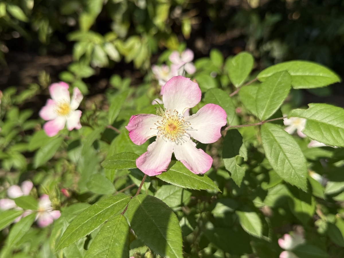 淡いピンクの5弁花「サクラノイバラ」が咲く - ”ばらの花”観察記録