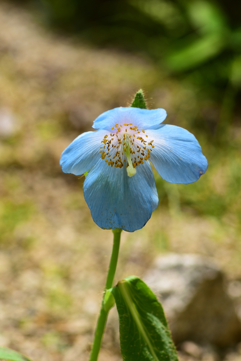 ヒマラヤの青いケシの花と周辺の高山植物たち - 福ちゃんの散歩道