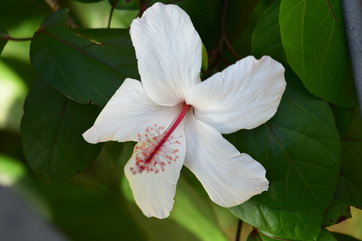 咲くやこの花館で今迄に出会ったハイビスカスの原種系です。希少種も