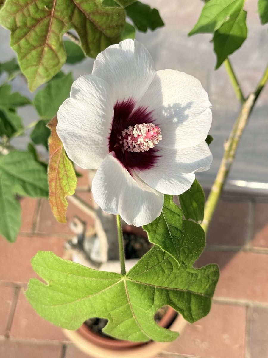 咲くやこの花館で今迄に出会ったハイビスカスの原種系です。希少種も