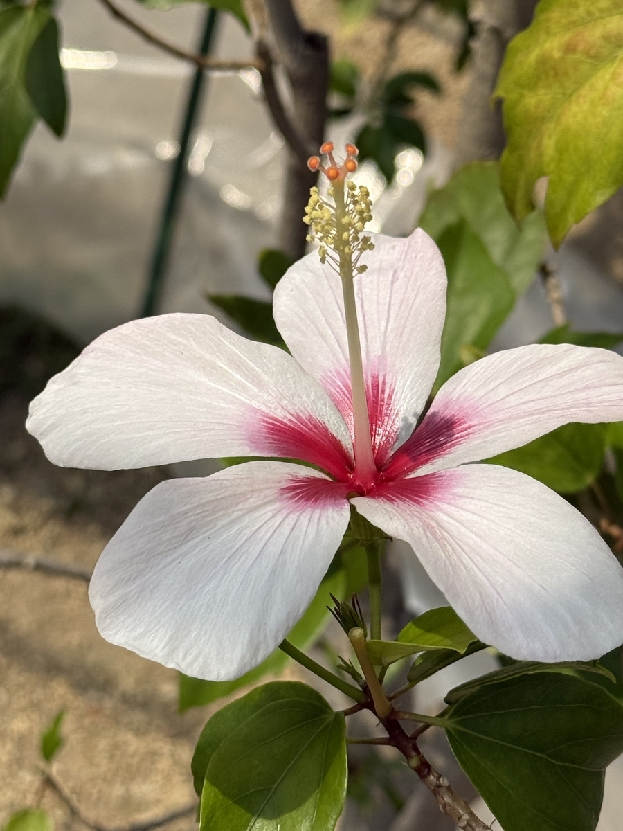 咲くやこの花館で今迄に出会ったハイビスカスの原種系です。希少種も