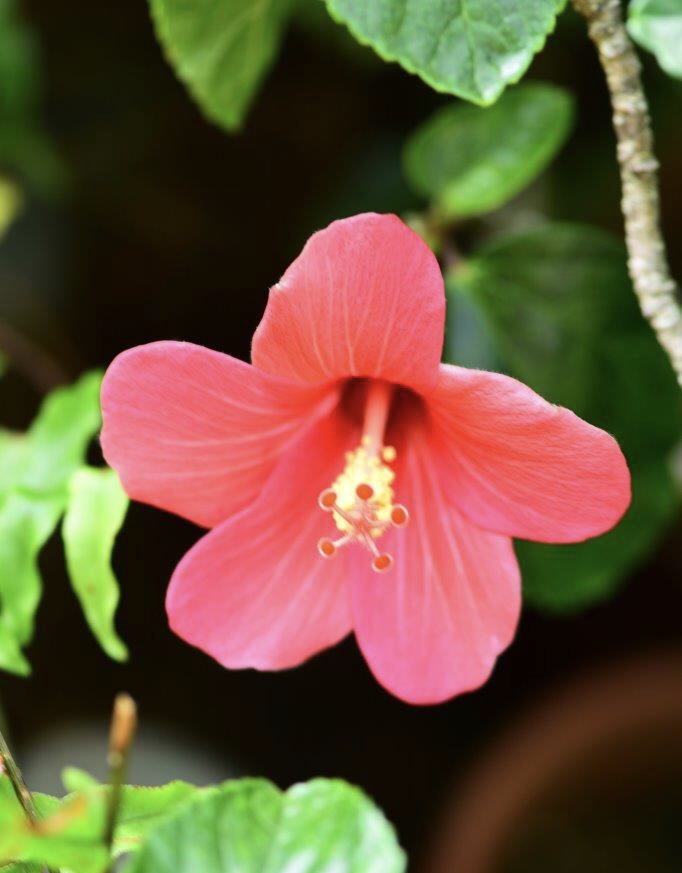 咲くやこの花館で今迄に出会ったハイビスカスの原種系です。希少種も