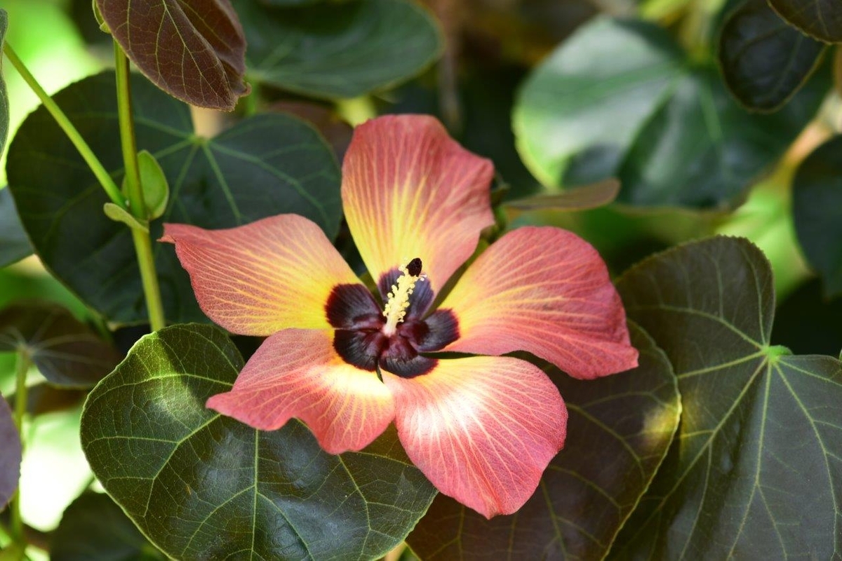 咲くやこの花館で今迄に出会ったハイビスカスの原種系です。希少種も
