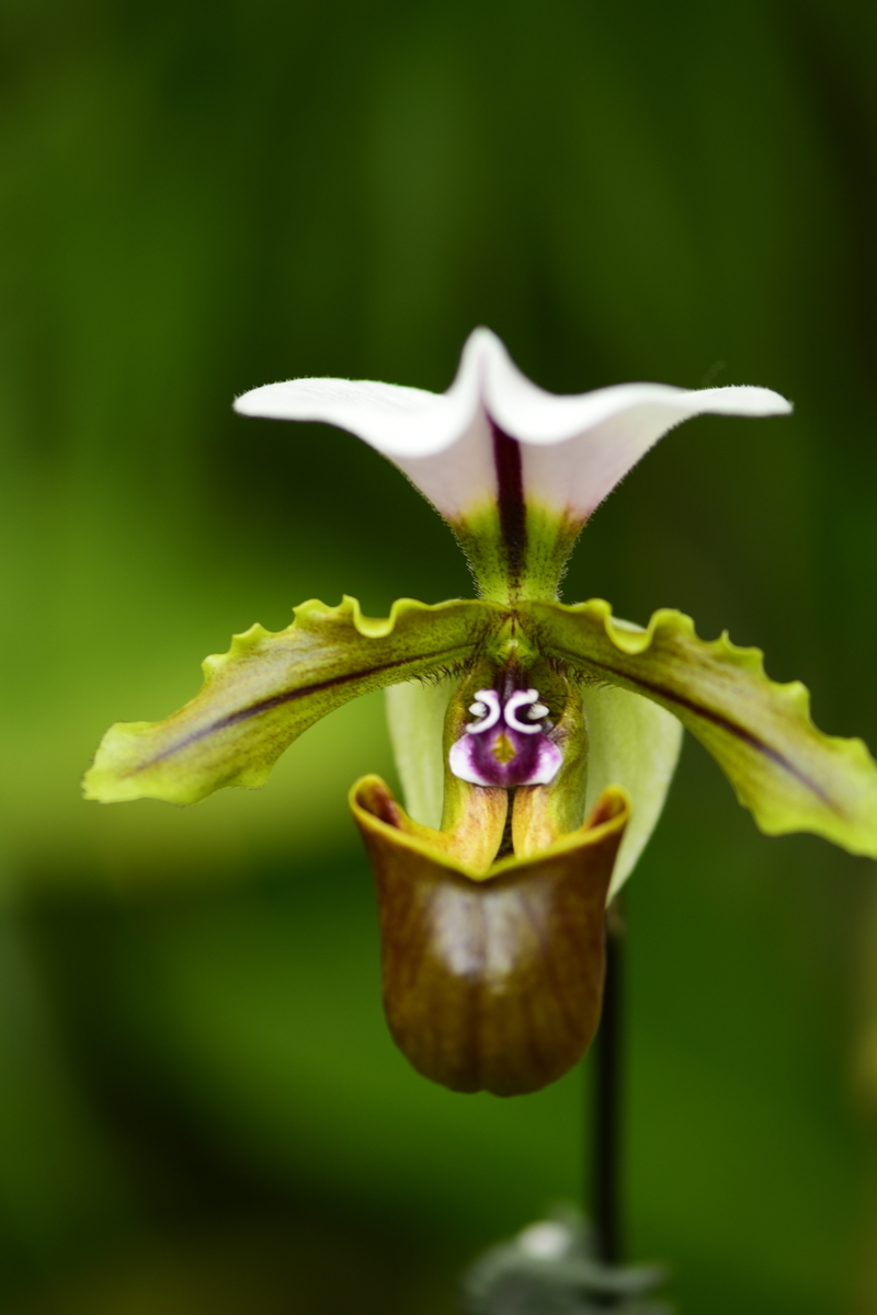 パフィオペディルムは唇弁が袋状で独特の特徴あるラン科の植物です