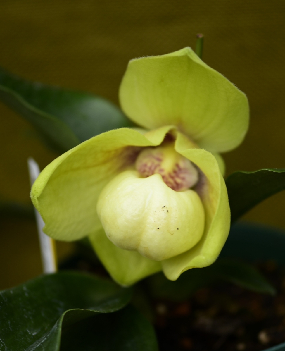 パフィオペディルムは唇弁が袋状で独特の特徴あるラン科の植物です