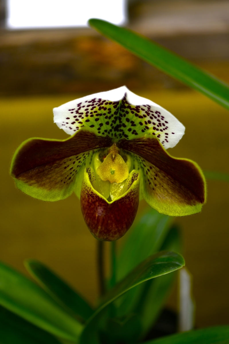 パフィオペディルムは唇弁が袋状で独特の特徴あるラン科の植物です