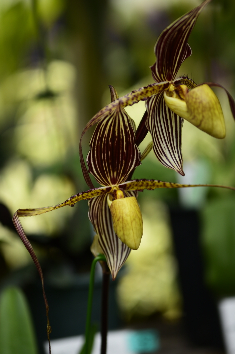 パフィオペディルムは唇弁が袋状で独特の特徴あるラン科の植物です