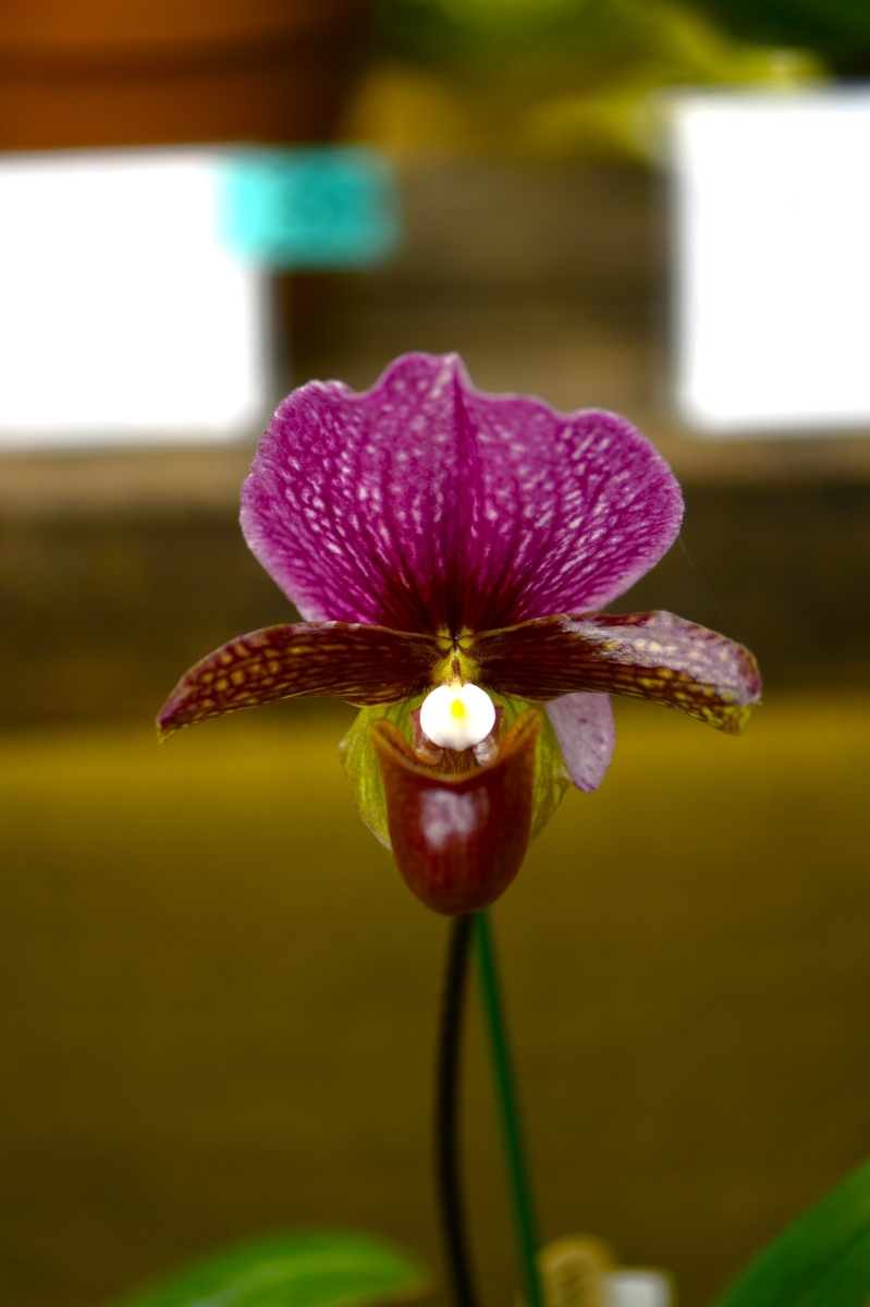 パフィオペディルムは唇弁が袋状で独特の特徴あるラン科の植物です