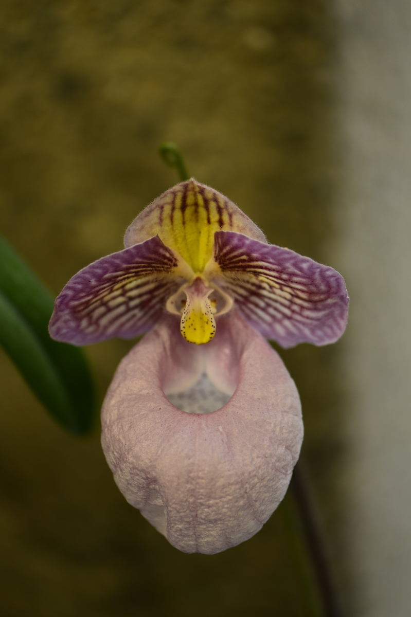 パフィオペディルムは唇弁が袋状で独特の特徴あるラン科の植物です