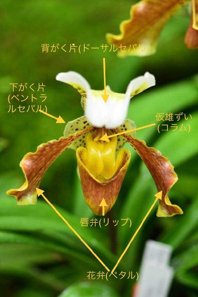 パフィオペディルムは唇弁が袋状で独特の特徴あるラン科の植物です