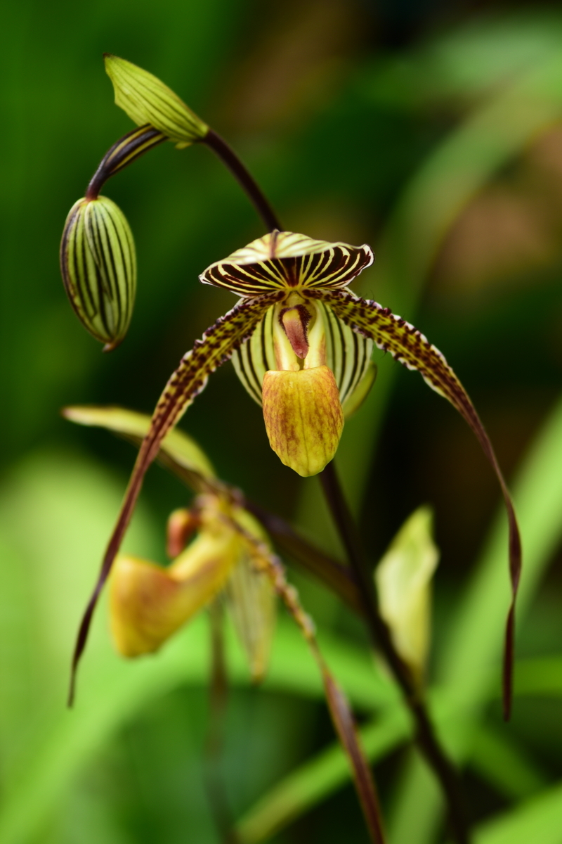 咲くやこの花館に咲く'Paph:パフィオペディルム属'の花達！ - ”咲くや