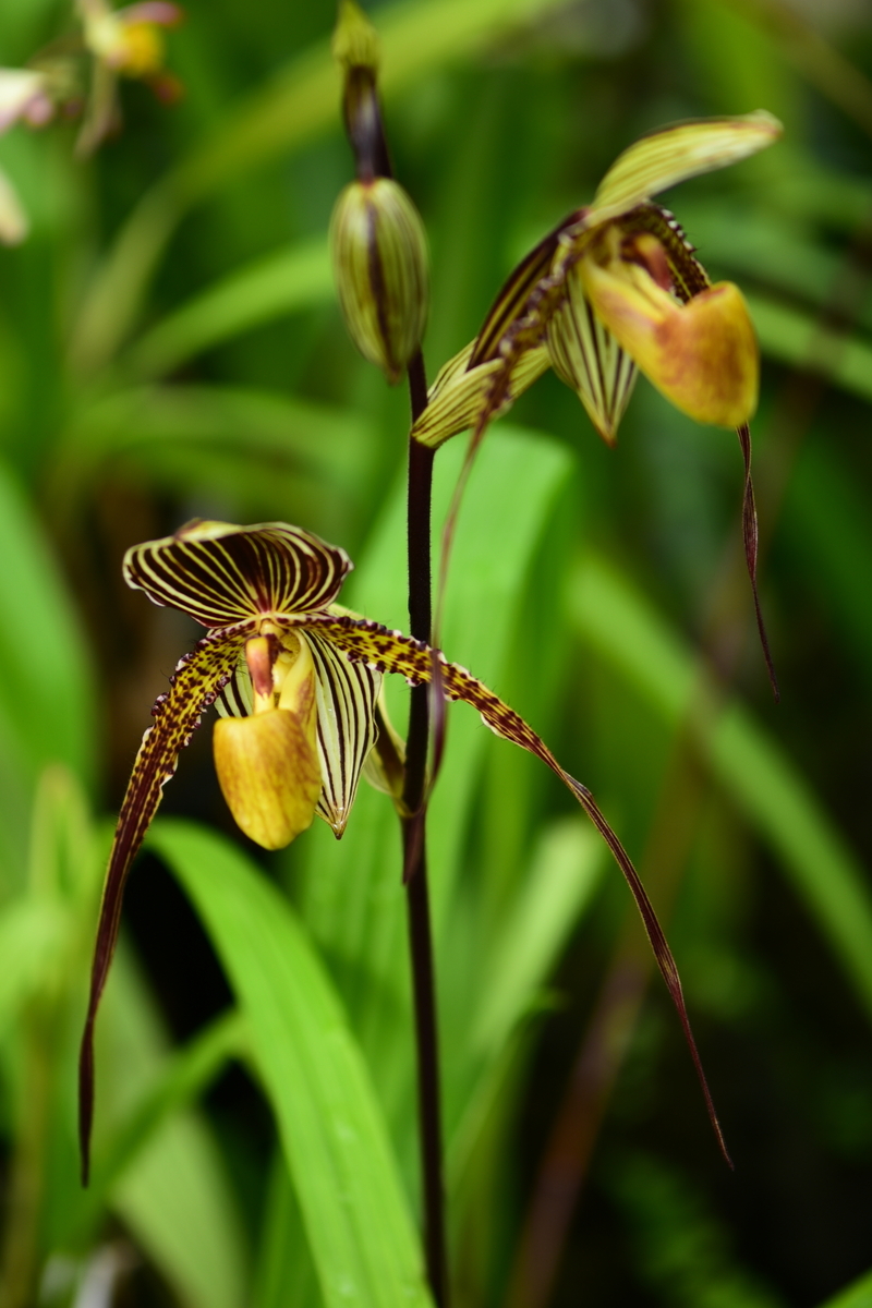 咲くやこの花館に咲く'Paph:パフィオペディルム属'の花達！ - ”咲くや