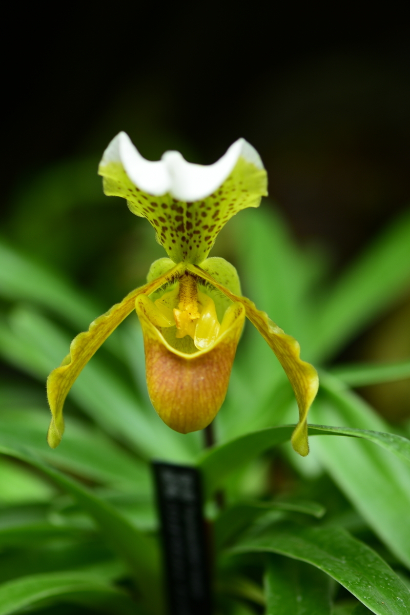 咲くやこの花館に咲く'Paph:パフィオペディルム属'の花達！ - ”咲くや