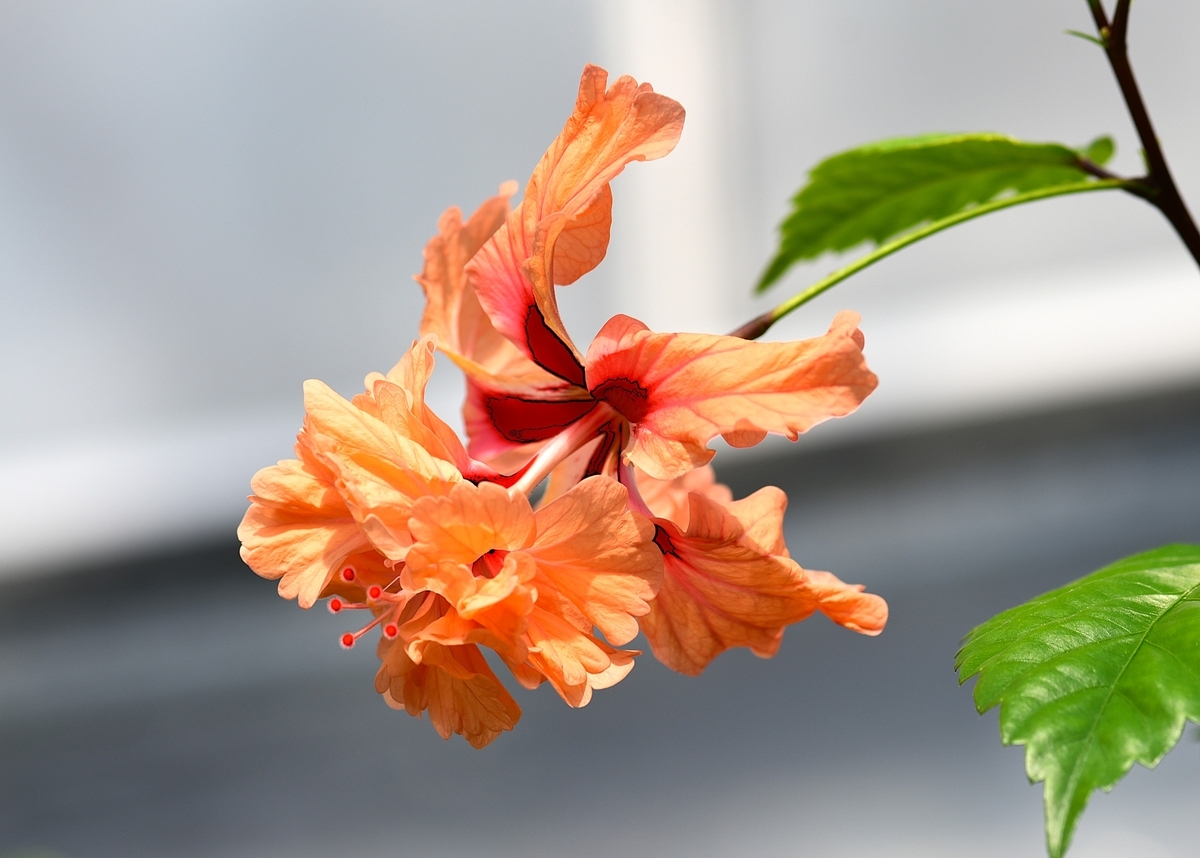 ★専用★【子株付き・開花株】原種交配種　花茎4本　と　極上発色 橙紅色 2花茎 ハイビスカス「オレンジフラミンゴ」が「咲くやこの花館ハイビスカス