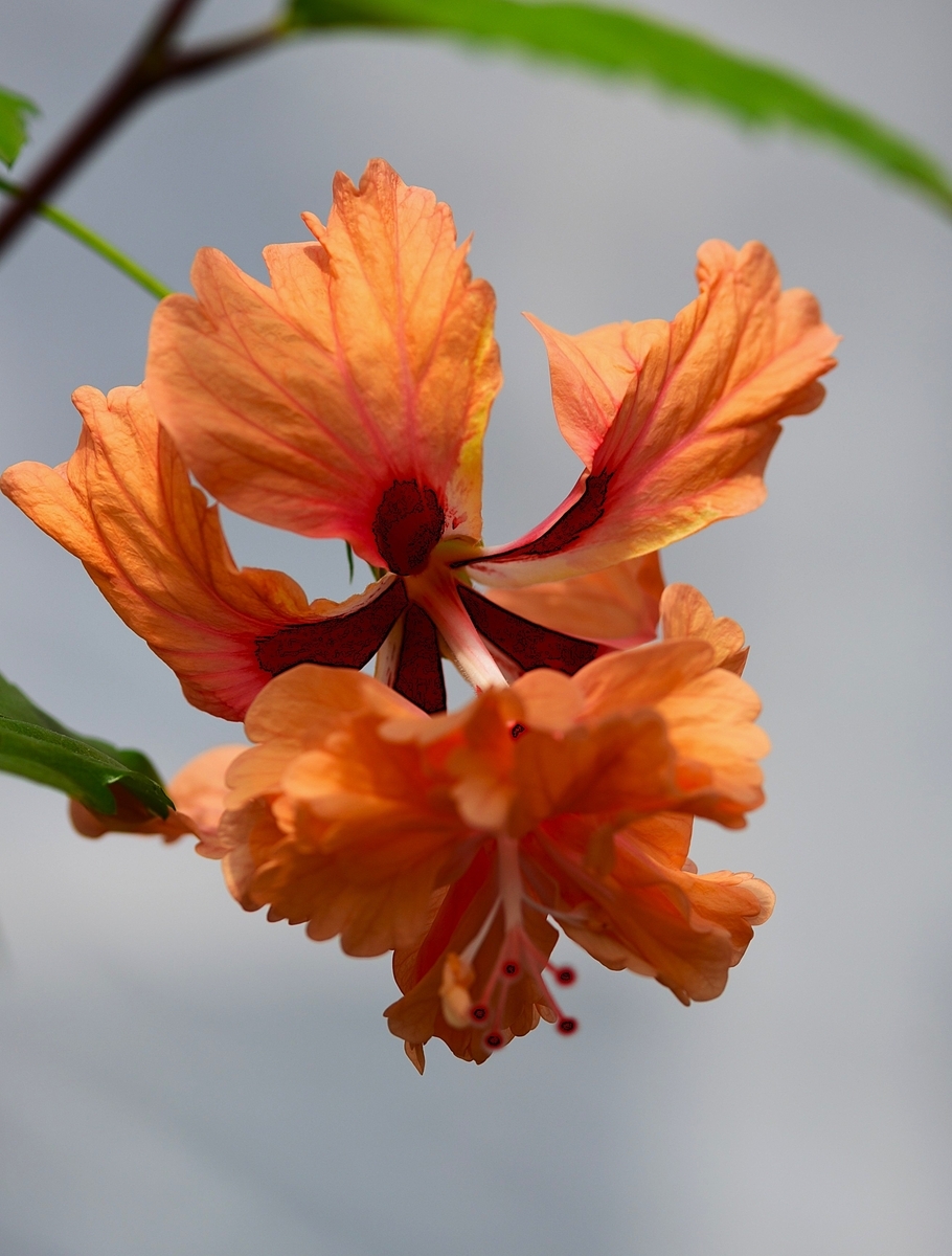 ハイビスカス「オレンジフラミンゴ」が「咲くやこの花館ハイビスカス