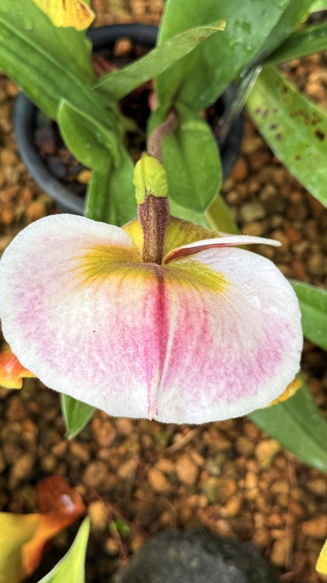 咲くやこの花館に咲く'Paph:パフィオペディルム属'の花達！ - ”咲くや