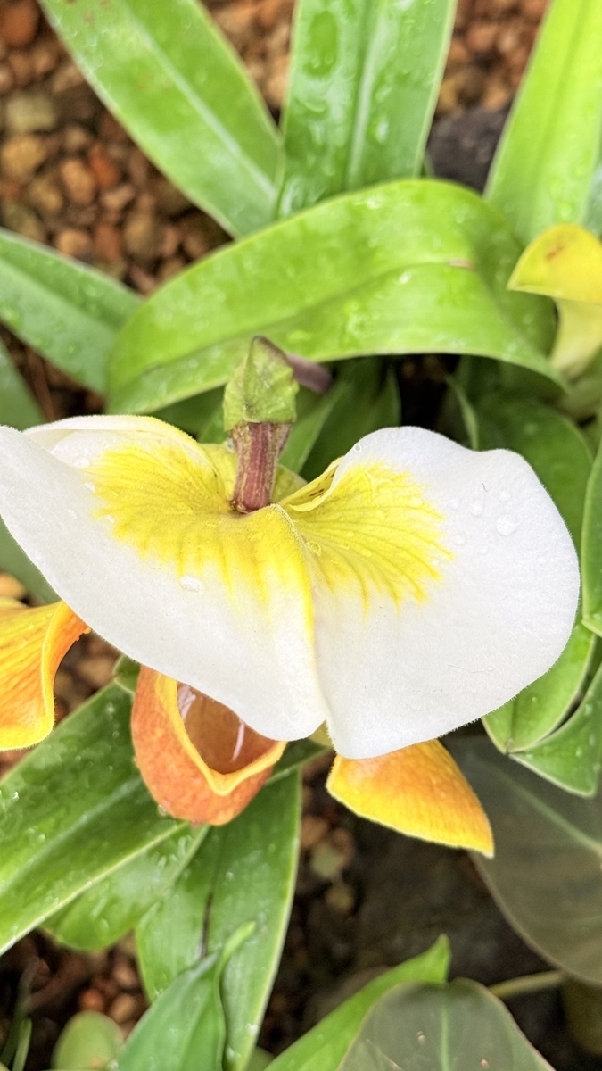 咲くやこの花館に咲く'Paph:パフィオペディルム属'の花達！ - ”咲くや