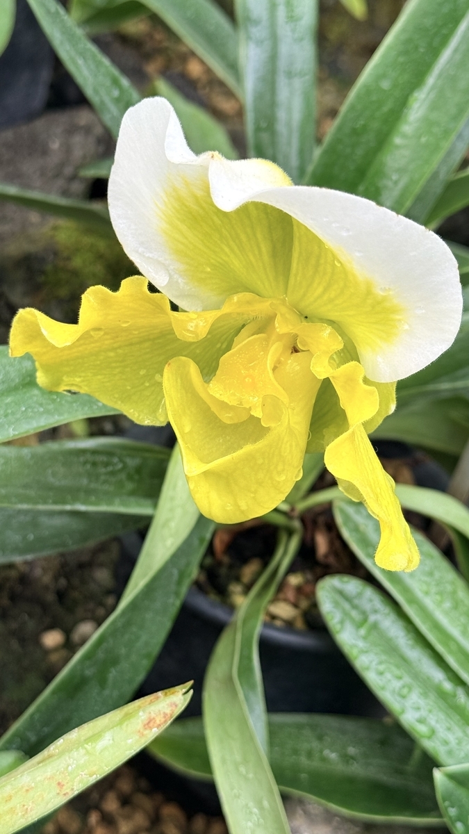 咲くやこの花館に咲く'Paph:パフィオペディルム属'の花達！ - ”咲くや