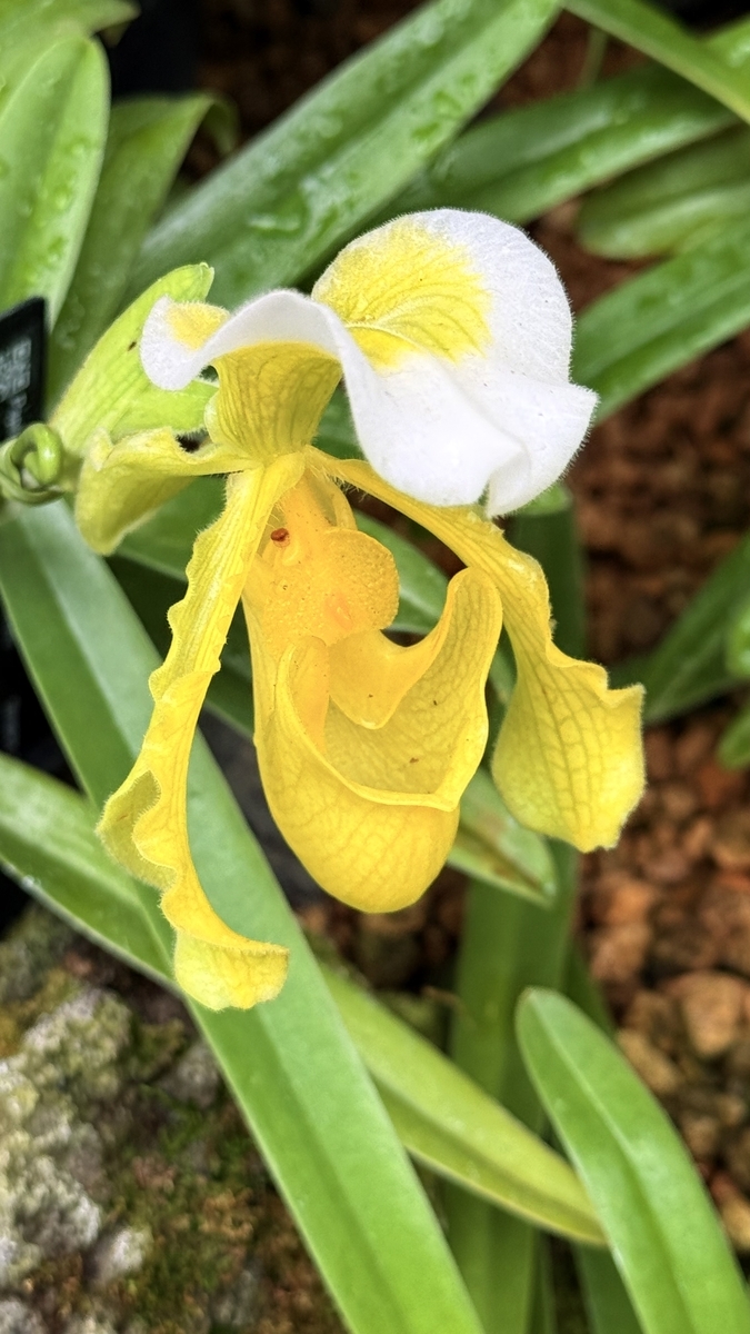 咲くやこの花館に咲く'Paph:パフィオペディルム属'の花達！ - ”咲くや