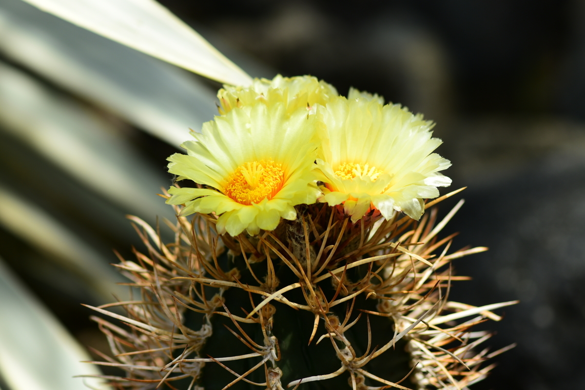 大鳳玉（ダイホウギョク） ”ヤギの角サボテン” 咲くやこの花館乾燥植物