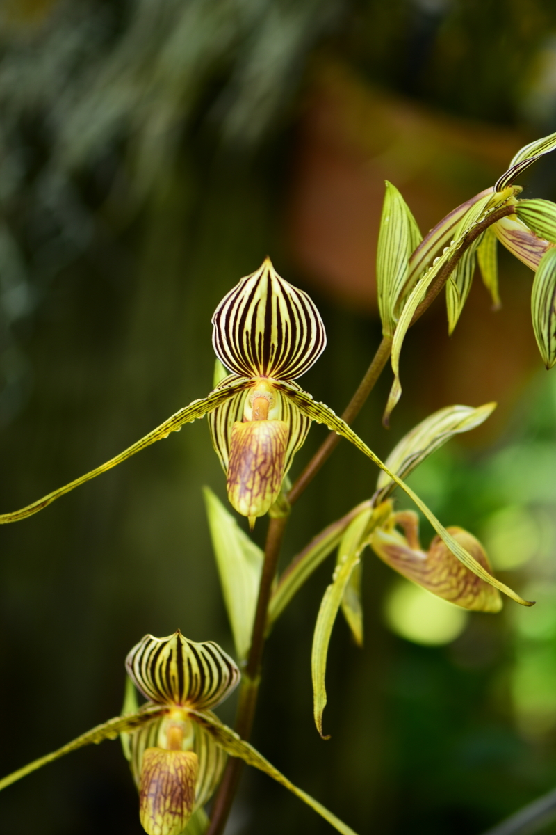 パフィオペディルム・ベルロイヤル 一次交配種 咲くやこの花館熱帯雨林