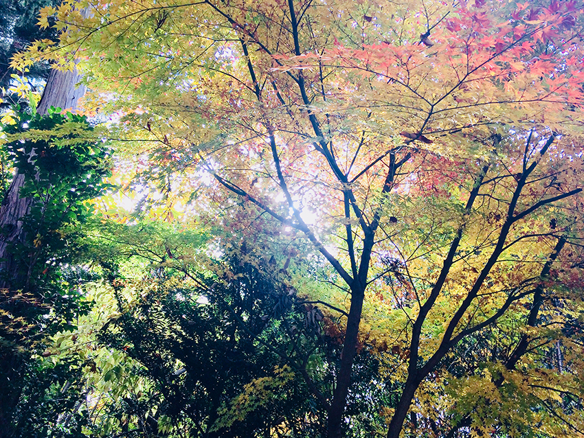 f:id:kunipi:20181209225223j:plain f:id:kunipi:20181209225223j:plain