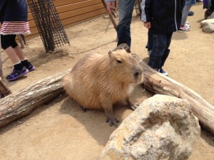 カピバラさん