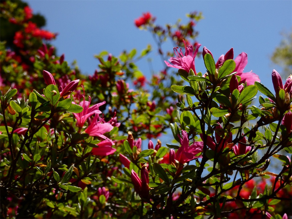 f:id:kunpu3684:20210501120128j:image f:id:kunpu3684:20210501120128j:image