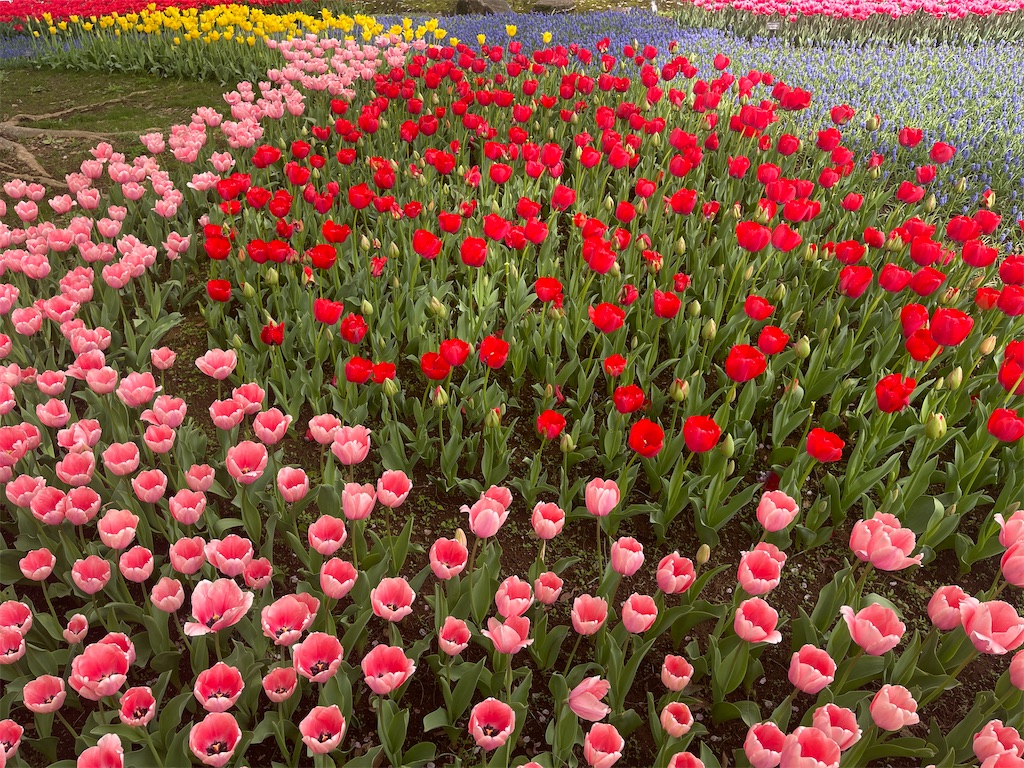 f:id:kunpu3684:20260530142940j:image