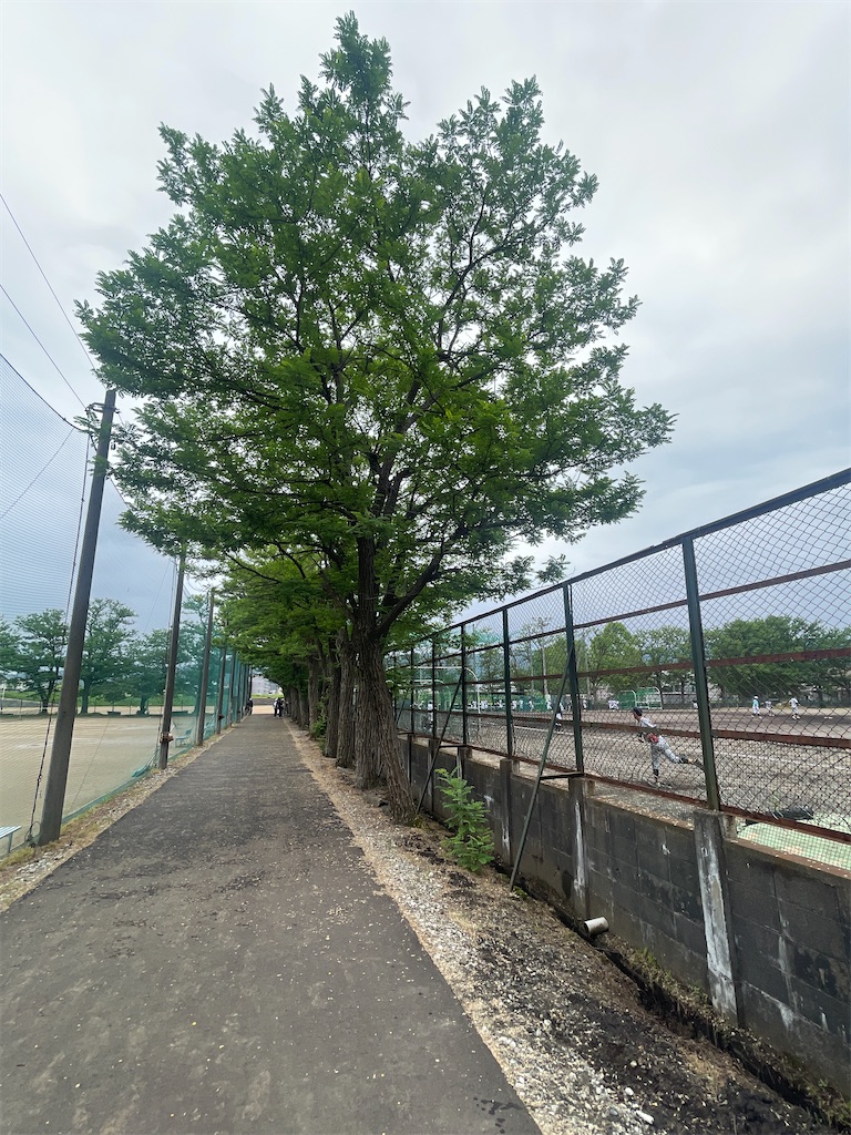 f:id:kunpu3684:20260530155804j:image