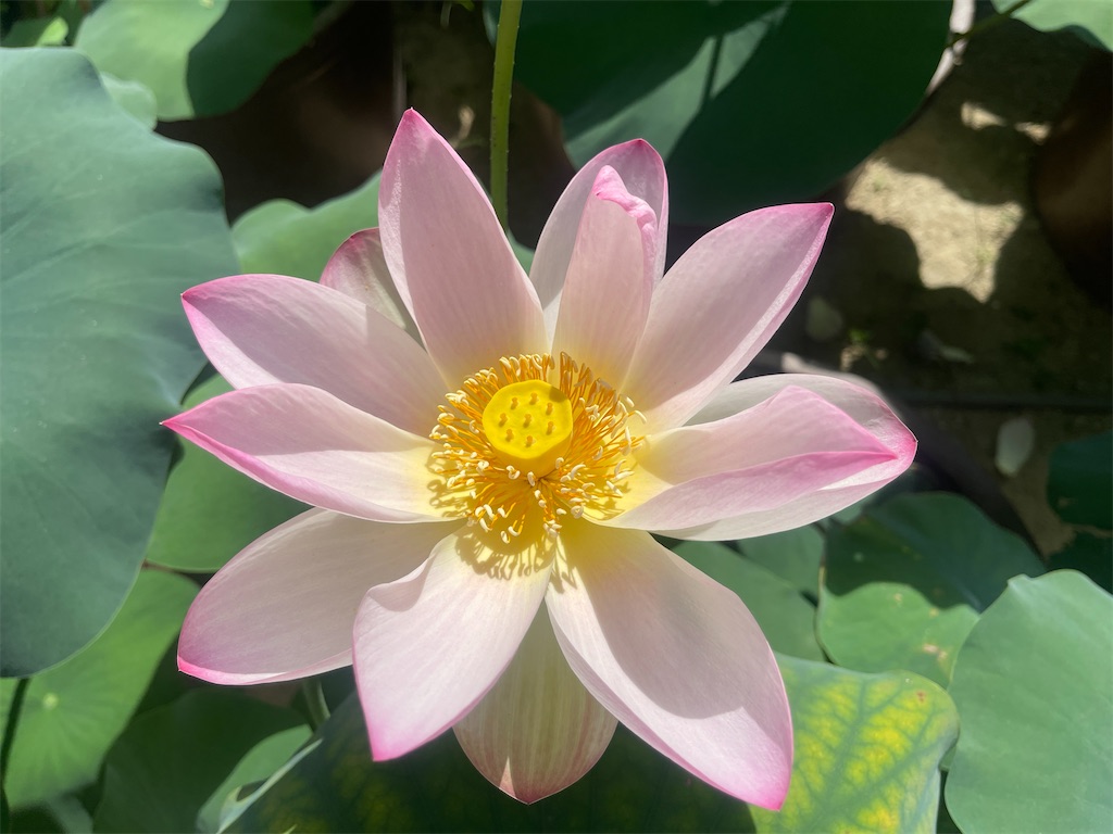 f:id:kunpu3684:20260730214725j:image