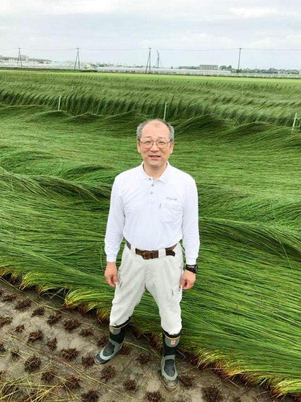イグサ生産地