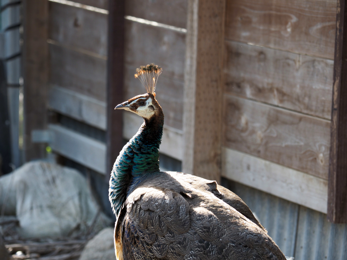 E-M1markⅢ作例2