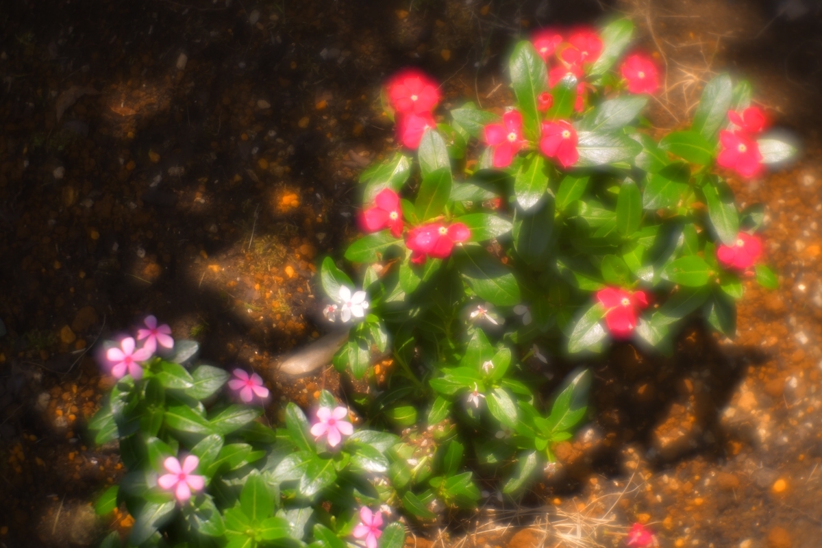 f:id:kuphoto2020:20200607210342j:plain
