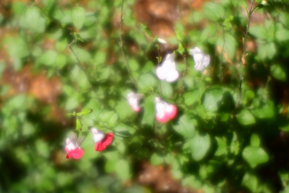 f:id:kuphoto2020:20200607212846j:plain