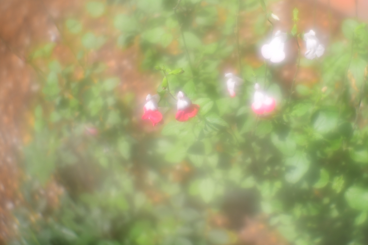 f:id:kuphoto2020:20200607212926j:plain
