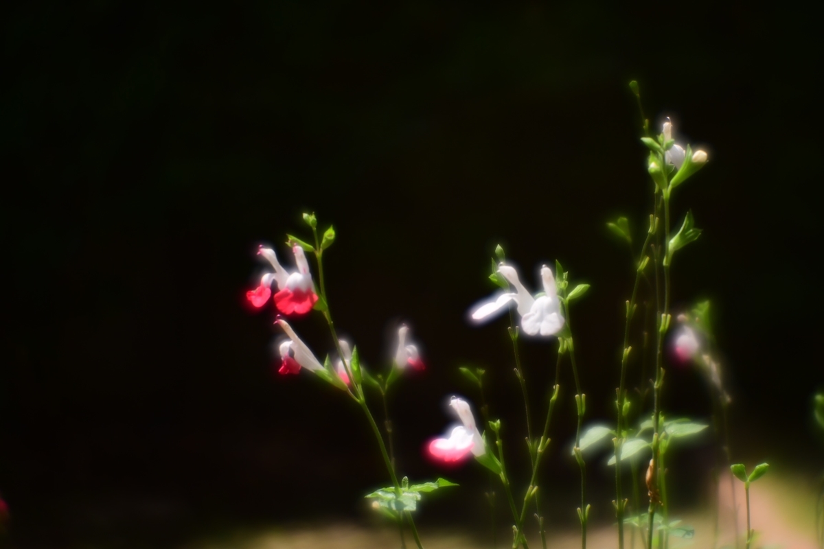 f:id:kuphoto2020:20200607213106j:plain