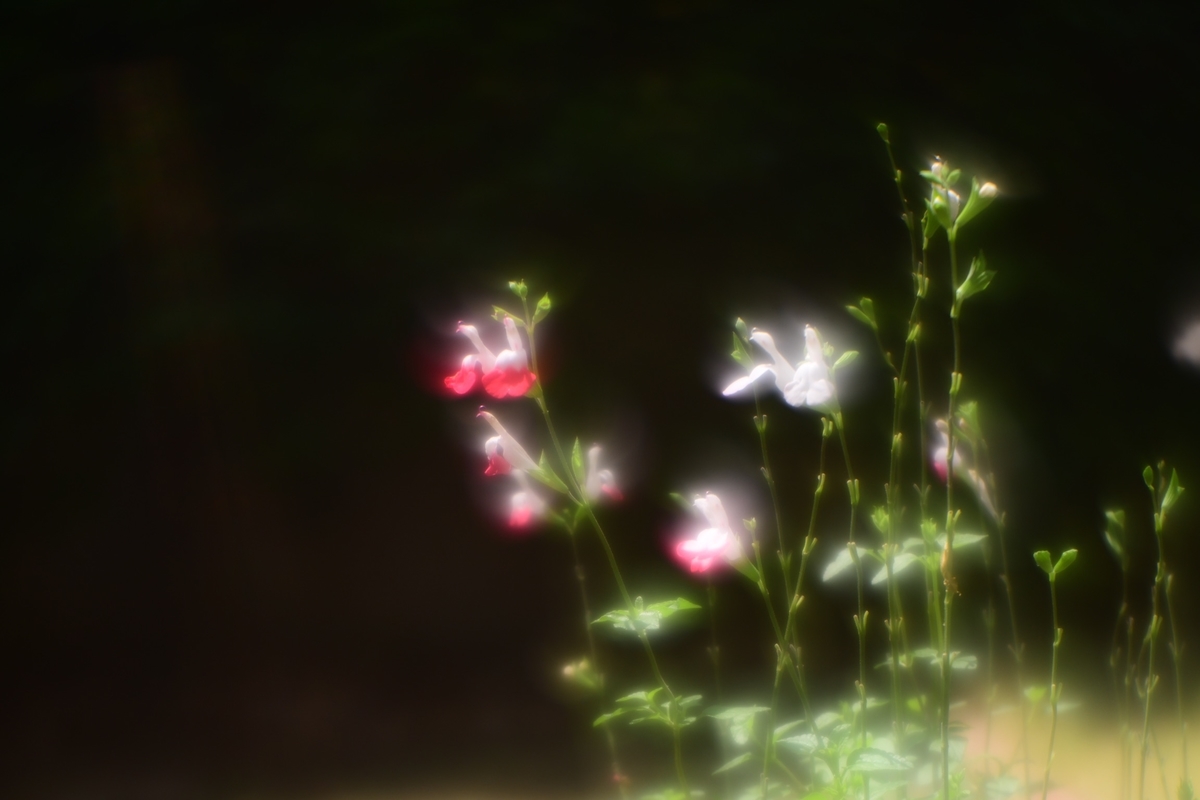 f:id:kuphoto2020:20200607213134j:plain