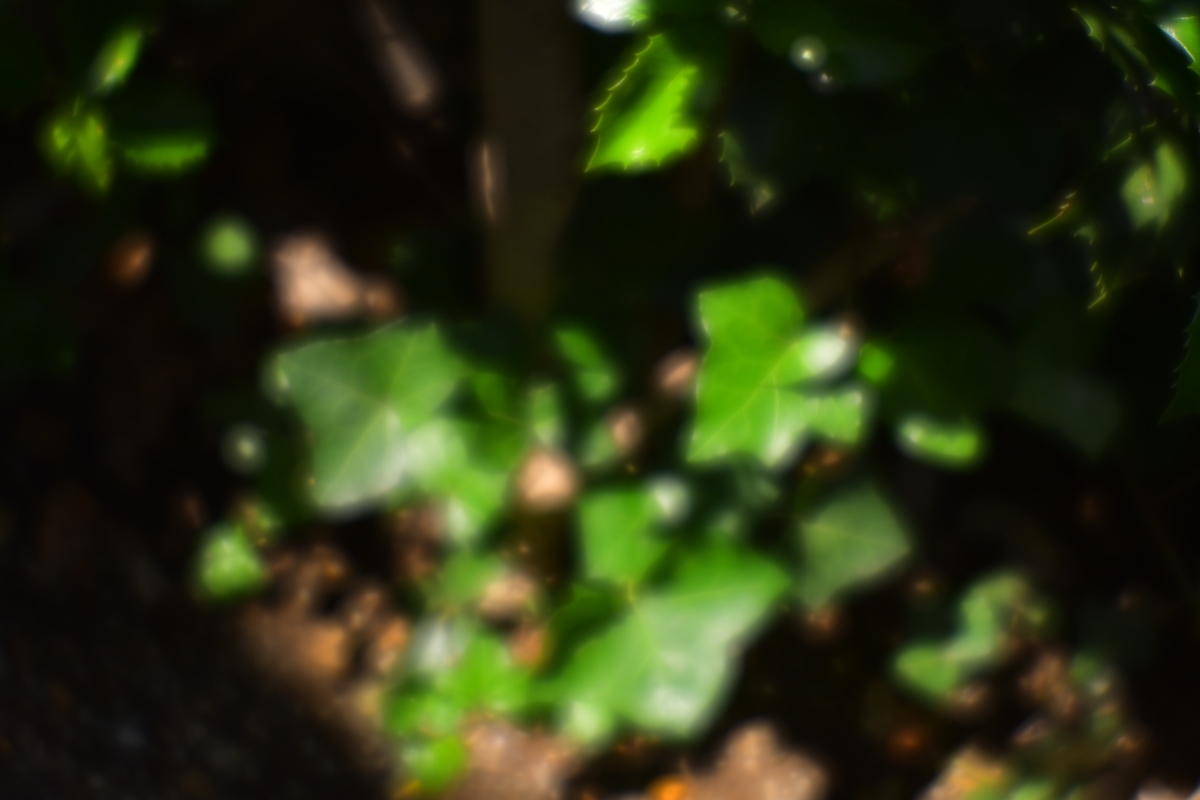f:id:kuphoto2020:20200608134532j:plain